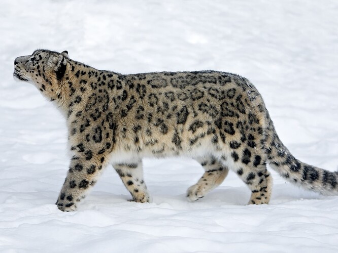 snow-leopard--panthera-uncia--157528589-5c473a9ec9e77c00016ec625