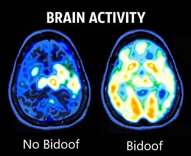 Bidoof activity