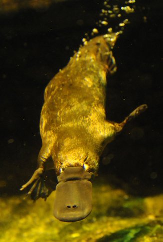 platypus